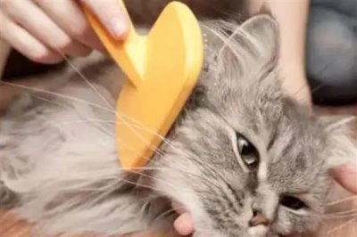 给猫咪喂食猫草片的作用,可帮助猫咪将体内堆积的毛球