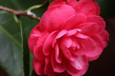 山茶花的花语是什么，寓意谦让高洁、理想的爱等