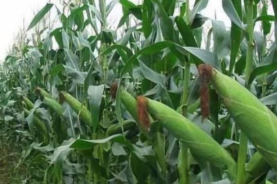 郑原玉65玉米种子简介，平均生育期102.5天