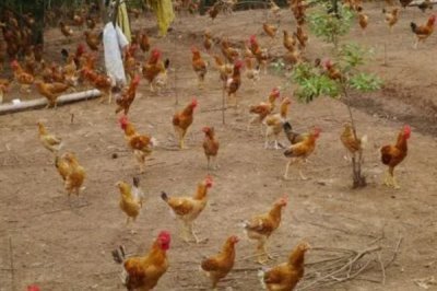 散养鸡如何养殖，养鸡时要选择合适的鸡苗