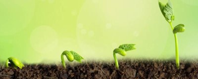 植物生长激素的类型，公认种类包括5个
