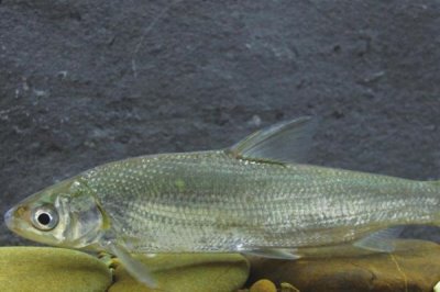 银鲴鱼的价格,一斤需要5-10元左右