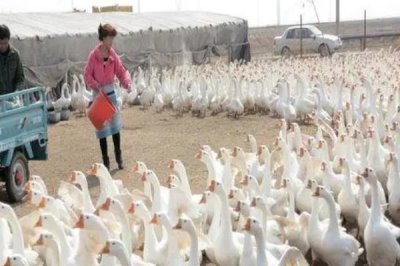 家里不宜养鹅的原因,价值相对较低且容易影响他人