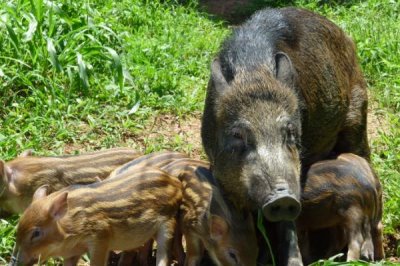 野猪冬天会不会滚泥潭,冬季一般不会滚泥潭
