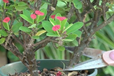 虎刺梅的修剪方法,整形修剪多在6-7月份