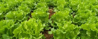 意大利生菜黑腐病的防治方法，药物防治效果好