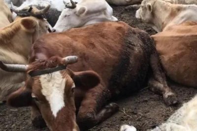 牛应激反应的表现,表现为精神会很紧张、四处张望等