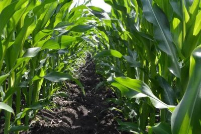 申科糯602玉米种子特征特性，后期重点防治玉米螟的危害