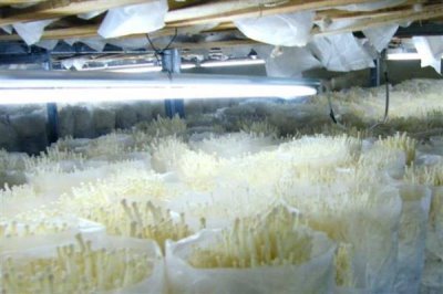 种植金针菇的前景,市场需求大前景可观