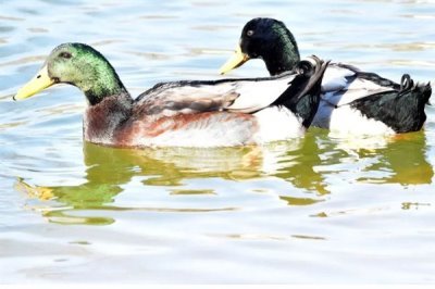 养殖绿头鸭的前景，现今市场需求大前景广阔