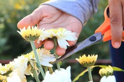 菊花如何进行无性繁殖,以扦插、分株、压条、嫁接为主
