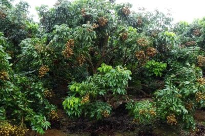 如何防治龙眼卷叶蛾,发现病枝病果要立即剪除