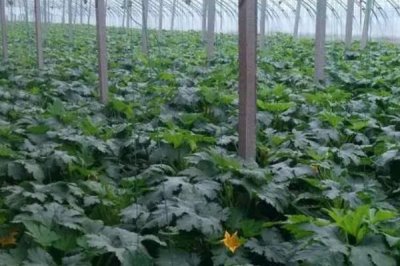 如何避免西葫芦落花落果,温度、光照都需要控制好