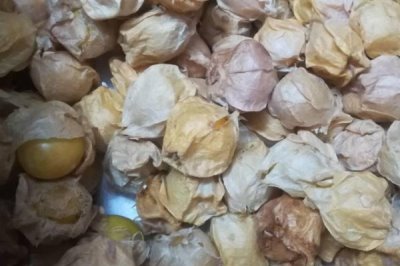 姑娘果的特点,是多年生草本植物