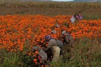 万寿菊怎么种植,苗龄达到40天才能移栽