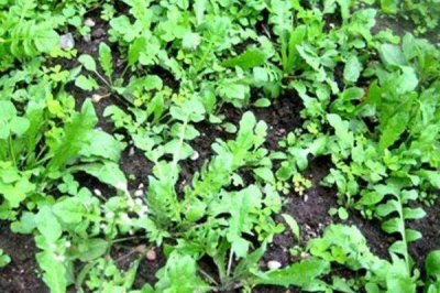 种荠菜用什么土比较好,富含有机质且透气性好的土壤为佳