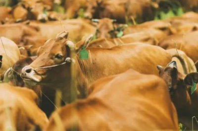 云南高峰牛的价格,1头需要3500-4000元左右