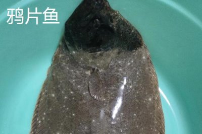 黄尾鲽鱼的产地，生长于加拿大深海海域