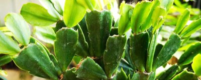 蟹爪兰叶子发软如何处理，可减少光照和浇水等