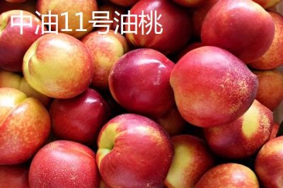 好吃的油桃品种,世纪之星果肉金黄、口感清脆甜美