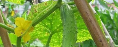 水果黄瓜可以生吃吗,可直接将其洗净生吃