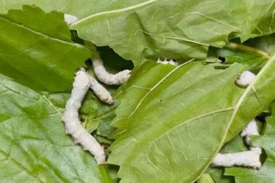 蚕的养殖方法,补催青时需要避免日晒