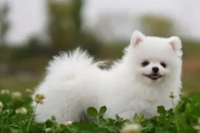 狗狗肚子怎么是紫色的,可能是局部淤血、天气寒冷或疾病原因