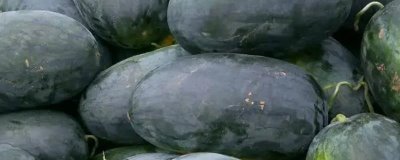 西瓜常见品种介绍,不同品种大小不一
