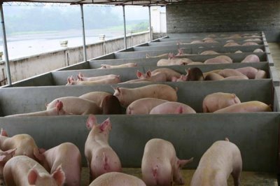 怎么避免猪应激，夏季需注意防暑降温