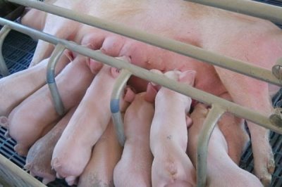 母猪下崽前有什么症状,前两周乳房会从后面向前面逐渐膨大