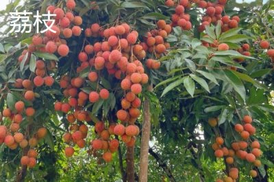 荔枝和释迦有何区别，科属、形态和产地都不同