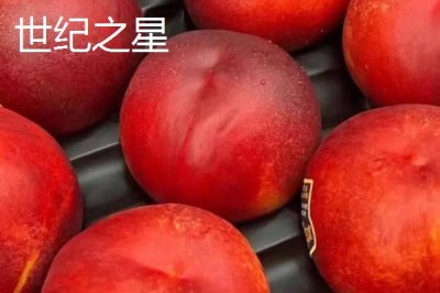 好吃的油桃品种,世纪之星果肉金黄、口感清脆甜美