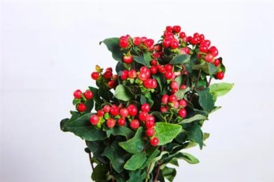 红果金丝桃的花语，寓意娇媚诱惑、迷信等