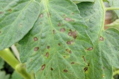 番茄灰叶斑病的症状,叶面会布满暗色的小斑点