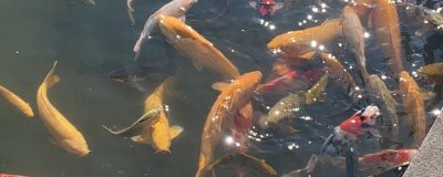 锦鲤身上有白霜如何解决,可单独饲养并用杀菌药物浸洗治疗