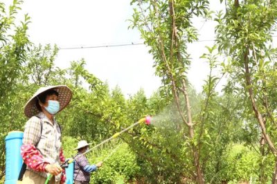 果树秋施基肥的时间，最佳时间是9月中下旬