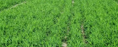 柴胡的种植技术，选择在沙壤土种植为佳