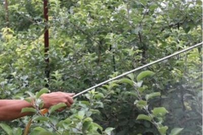 萘乙酸的作用，可以起到疏果、促进生根、防落果等效果