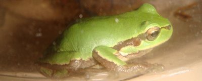 宠物青蛙的食物,可饲喂蚊子、苍蝇、蝗虫等动物性活饵