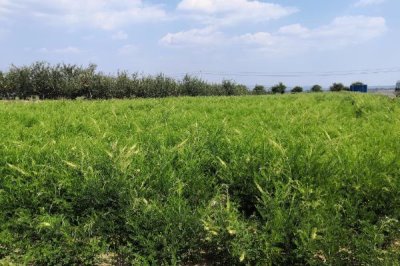 苦参的种植效益，目前种植一般可获得可观的利润