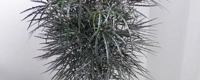 怎么养孔雀木，适宜的生长温度为18-28度