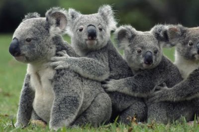 树袋熊的食物，幼崽会吃“屎”