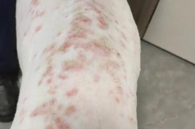 狗狗掉胡子的原因,可能是营养不足或遗传因素