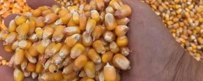 选购玉米种的方法,可以购买通过审定、抗病或耐病、适应性广的种子