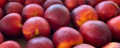 好吃的油桃品种,世纪之星果肉金黄、口感清脆甜美