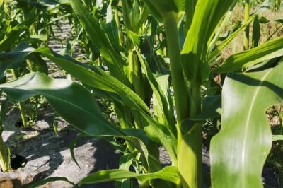 龙牧7号玉米种子介绍,在适应区4月30日左右播种