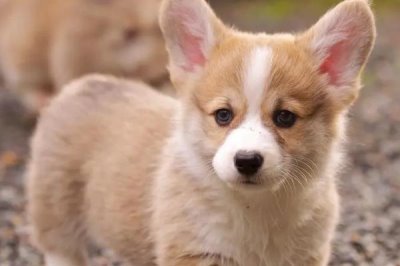 狗狗肚子怎么是紫色的,可能是局部淤血、天气寒冷或疾病原因