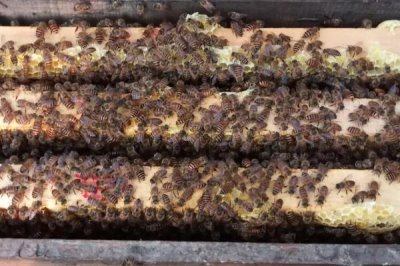 哪些人不适合养蜜蜂,主要针对这5类人群