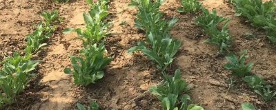 种植板蓝根的成本，亩成本大约需要575元左右