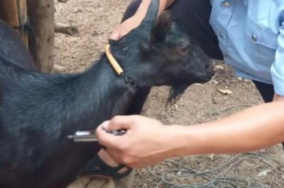 养羊的基本知识,需注意饲养、水源和发情周期等